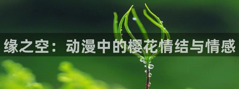 囧次元app官网入口：缘之空：动漫中的樱花情结与情感
